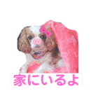キャバリア「れおんくん」の日常スタンプ！（個別スタンプ：15）