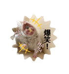 皐月スタンプ。②（個別スタンプ：1）
