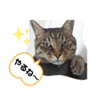 Moto猫スタンプ2（個別スタンプ：1）