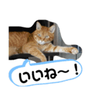 Moto猫スタンプ2（個別スタンプ：2）