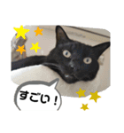 Moto猫スタンプ2（個別スタンプ：4）