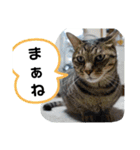 Moto猫スタンプ2（個別スタンプ：8）