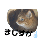 Moto猫スタンプ2（個別スタンプ：9）