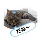 Moto猫スタンプ2（個別スタンプ：11）