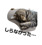 Moto猫スタンプ2（個別スタンプ：12）