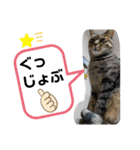 Moto猫スタンプ2（個別スタンプ：13）