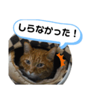 Moto猫スタンプ2（個別スタンプ：14）