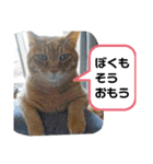 Moto猫スタンプ2（個別スタンプ：15）