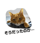 Moto猫スタンプ2（個別スタンプ：16）