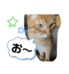 Moto猫スタンプ2（個別スタンプ：17）