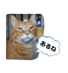 Moto猫スタンプ2（個別スタンプ：18）