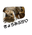 Moto猫スタンプ2（個別スタンプ：22）
