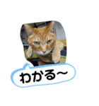 Moto猫スタンプ2（個別スタンプ：23）