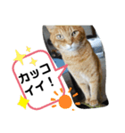 Moto猫スタンプ2（個別スタンプ：24）