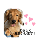 耳たれワンコのダックス三兄弟❤︎（個別スタンプ：2）