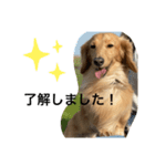 耳たれワンコのダックス三兄弟❤︎（個別スタンプ：3）