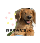耳たれワンコのダックス三兄弟❤︎（個別スタンプ：8）