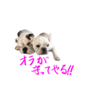 のんびりブルスタンプ（個別スタンプ：10）