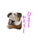 のんびりブルスタンプ（個別スタンプ：13）