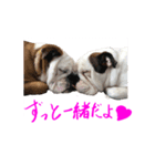 のんびりブルスタンプ（個別スタンプ：15）