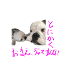 のんびりブルスタンプ（個別スタンプ：16）