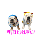 のんびりブルスタンプ（個別スタンプ：20）