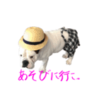 のんびりブルスタンプ（個別スタンプ：21）