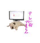 のんびりブルスタンプ（個別スタンプ：23）
