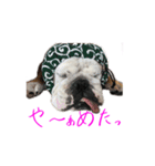 のんびりブルスタンプ（個別スタンプ：25）