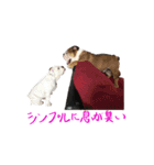 のんびりブルスタンプ（個別スタンプ：30）