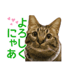 毎日使える【デカ文字】短足マンチカンにこ（個別スタンプ：1）