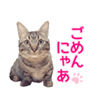 毎日使える【デカ文字】短足マンチカンにこ（個別スタンプ：2）
