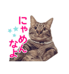 毎日使える【デカ文字】短足マンチカンにこ（個別スタンプ：3）