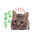 毎日使える【デカ文字】短足マンチカンにこ（個別スタンプ：4）