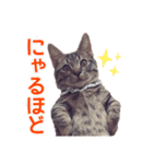 毎日使える【デカ文字】短足マンチカンにこ（個別スタンプ：5）