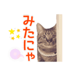 毎日使える【デカ文字】短足マンチカンにこ（個別スタンプ：6）