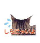 毎日使える【デカ文字】短足マンチカンにこ（個別スタンプ：7）