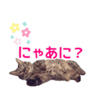 毎日使える【デカ文字】短足マンチカンにこ（個別スタンプ：9）