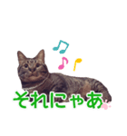 毎日使える【デカ文字】短足マンチカンにこ（個別スタンプ：10）