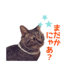 毎日使える【デカ文字】短足マンチカンにこ（個別スタンプ：11）