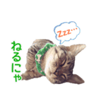 毎日使える【デカ文字】短足マンチカンにこ（個別スタンプ：12）