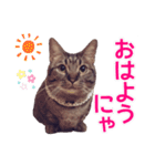 毎日使える【デカ文字】短足マンチカンにこ（個別スタンプ：13）