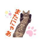 毎日使える【デカ文字】短足マンチカンにこ（個別スタンプ：15）