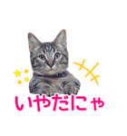 毎日使える【デカ文字】短足マンチカンにこ（個別スタンプ：16）