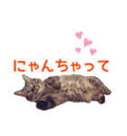 毎日使える【デカ文字】短足マンチカンにこ（個別スタンプ：17）