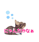 毎日使える【デカ文字】短足マンチカンにこ（個別スタンプ：18）