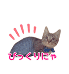 毎日使える【デカ文字】短足マンチカンにこ（個別スタンプ：20）