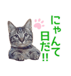 毎日使える【デカ文字】短足マンチカンにこ（個別スタンプ：21）