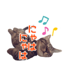 毎日使える【デカ文字】短足マンチカンにこ（個別スタンプ：22）