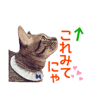 毎日使える【デカ文字】短足マンチカンにこ（個別スタンプ：23）